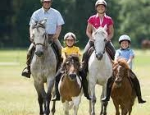 Journée équitation en juillet et aout à la ferme équestre au Vigeois(19) / Possibilité initiation tir à l’arc à cheval